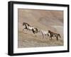 Two Paint Horses and a Grey Quarter Horse Running Up Hill, Flitner Ranch, Shell, Wyoming, USA-Carol Walker-Framed Photographic Print