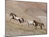 Two Paint Horses and a Grey Quarter Horse Running Up Hill, Flitner Ranch, Shell, Wyoming, USA-Carol Walker-Mounted Photographic Print