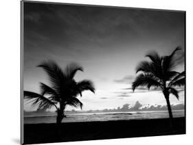 Two Palms BW-John Gusky-Mounted Photographic Print