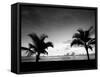 Two Palms BW-John Gusky-Framed Stretched Canvas