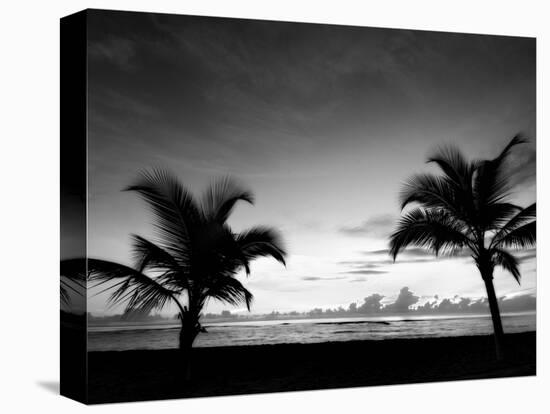 Two Palms BW-John Gusky-Stretched Canvas