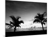 Two Palms BW-John Gusky-Mounted Photographic Print