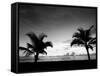 Two Palms BW-John Gusky-Framed Stretched Canvas