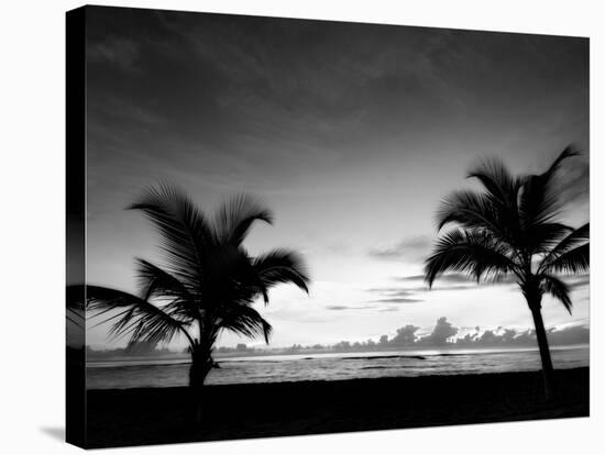 Two Palms BW-John Gusky-Stretched Canvas