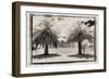 Two Palms, Guatemala-Theo Westenberger-Framed Photographic Print