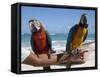 Two Parrots, Bavaro Beach, Punta Cana, Dominican Republic, West Indies, Caribbean, Central America-Frank Fell-Framed Stretched Canvas