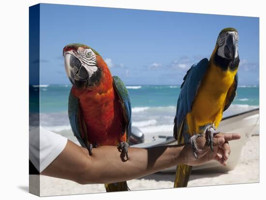 Two Parrots, Bavaro Beach, Punta Cana, Dominican Republic, West Indies, Caribbean, Central America-Frank Fell-Stretched Canvas