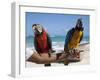 Two Parrots, Bavaro Beach, Punta Cana, Dominican Republic, West Indies, Caribbean, Central America-Frank Fell-Framed Photographic Print