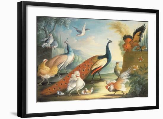 Two Peacocks, Doves, Chickens and a Rooster in a Parkland-Marmaduke Cradock-Framed Giclee Print