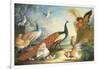 Two Peacocks, Doves, Chickens and a Rooster in a Parkland-Marmaduke Cradock-Framed Giclee Print