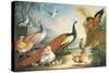 Two Peacocks, Doves, Chickens and a Rooster in a Parkland-Marmaduke Cradock-Stretched Canvas