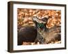 Two Peacocks Peck at Each Other Amidst Autumn Leaves in the Lazienki Park in Warsaw, Poland-null-Framed Photographic Print