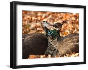 Two Peacocks Peck at Each Other Amidst Autumn Leaves in the Lazienki Park in Warsaw, Poland-null-Framed Photographic Print