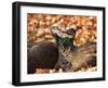 Two Peacocks Peck at Each Other Amidst Autumn Leaves in the Lazienki Park in Warsaw, Poland-null-Framed Photographic Print