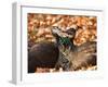 Two Peacocks Peck at Each Other Amidst Autumn Leaves in the Lazienki Park in Warsaw, Poland-null-Framed Photographic Print