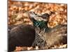 Two Peacocks Peck at Each Other Amidst Autumn Leaves in the Lazienki Park in Warsaw, Poland-null-Mounted Photographic Print