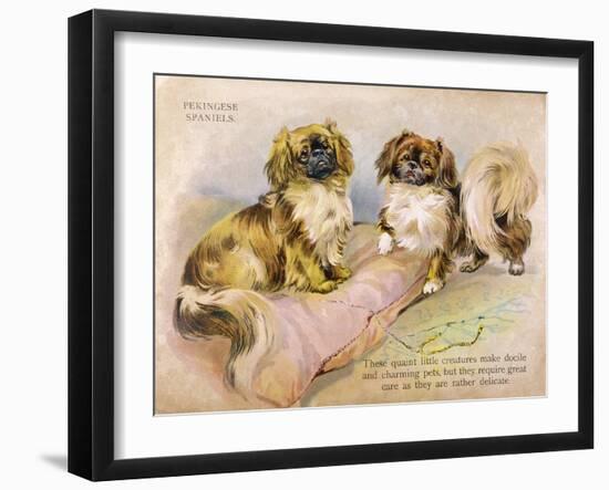 Two Pekingese Dogs and a Pink Cushion-null-Framed Art Print