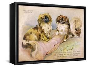 Two Pekingese Dogs and a Pink Cushion-null-Framed Stretched Canvas