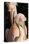Two Pelicans Preening their Feathers-null-Stretched Canvas