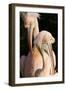 Two Pelicans Preening their Feathers-null-Framed Photo