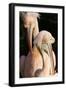 Two Pelicans Preening their Feathers-null-Framed Photo