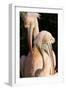 Two Pelicans Preening their Feathers-null-Framed Photo