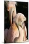 Two Pelicans Preening their Feathers-null-Mounted Photo