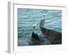 Two Pelicans-Audrey-Framed Giclee Print