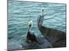 Two Pelicans-Audrey-Mounted Giclee Print