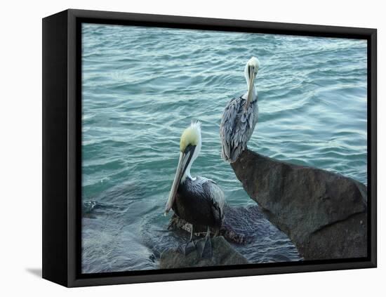 Two Pelicans-Audrey-Framed Stretched Canvas