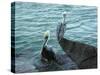 Two Pelicans-Audrey-Stretched Canvas
