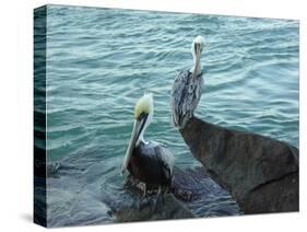 Two Pelicans-Audrey-Stretched Canvas