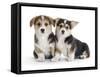 Two Pembrokeshire Welsh Corgi Pups, 9 Weeks Old, Ears Starting to Prick-Jane Burton-Framed Stretched Canvas