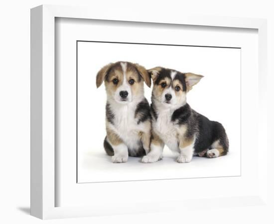 Two Pembrokeshire Welsh Corgi Pups, 9 Weeks Old, Ears Starting to Prick-Jane Burton-Framed Photographic Print