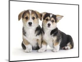 Two Pembrokeshire Welsh Corgi Pups, 9 Weeks Old, Ears Starting to Prick-Jane Burton-Mounted Photographic Print