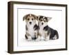 Two Pembrokeshire Welsh Corgi Pups, 9 Weeks Old, Ears Starting to Prick-Jane Burton-Framed Photographic Print