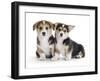 Two Pembrokeshire Welsh Corgi Pups, 9 Weeks Old, Ears Starting to Prick-Jane Burton-Framed Photographic Print