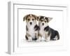 Two Pembrokeshire Welsh Corgi Pups, 9 Weeks Old, Ears Starting to Prick-Jane Burton-Framed Photographic Print