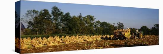 Two People Harvesting Tobacco, Winchester, Kentucky, USA-null-Stretched Canvas
