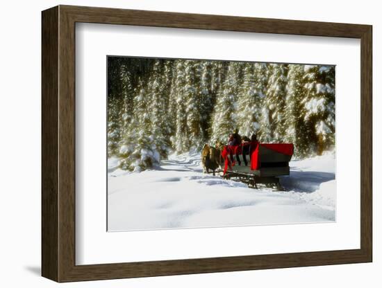 Two people riding sleigh pulled by horses near evergreen forest in winter-Panoramic Images-Framed Photographic Print