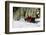 Two people riding sleigh pulled by horses near evergreen forest in winter-Panoramic Images-Framed Photographic Print