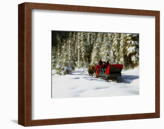 Two people riding sleigh pulled by horses near evergreen forest in winter-Panoramic Images-Framed Photographic Print