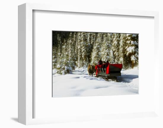 Two people riding sleigh pulled by horses near evergreen forest in winter-Panoramic Images-Framed Photographic Print