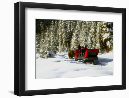 Two people riding sleigh pulled by horses near evergreen forest in winter-Panoramic Images-Framed Photographic Print