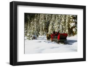 Two people riding sleigh pulled by horses near evergreen forest in winter-Panoramic Images-Framed Photographic Print