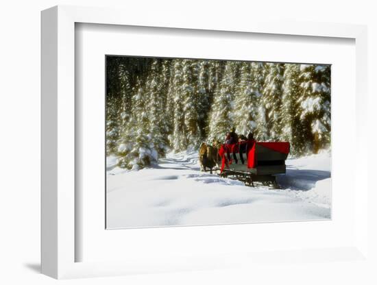 Two people riding sleigh pulled by horses near evergreen forest in winter-Panoramic Images-Framed Photographic Print