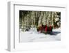 Two people riding sleigh pulled by horses near evergreen forest in winter-Panoramic Images-Framed Photographic Print