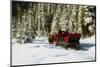 Two people riding sleigh pulled by horses near evergreen forest in winter-Panoramic Images-Mounted Photographic Print