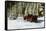 Two people riding sleigh pulled by horses near evergreen forest in winter-Panoramic Images-Framed Stretched Canvas