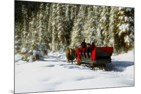 Two people riding sleigh pulled by horses near evergreen forest in winter-Panoramic Images-Mounted Photographic Print